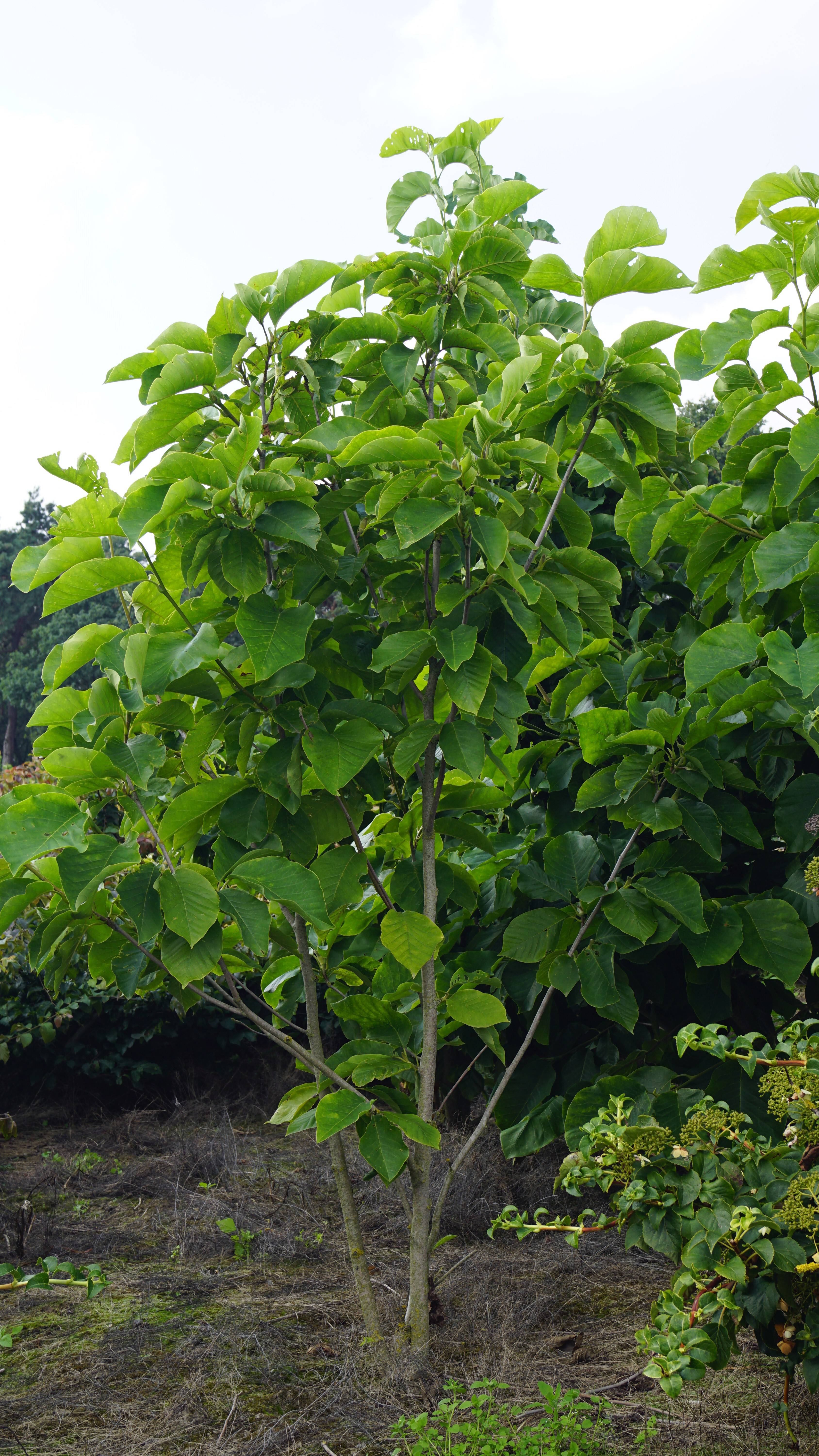 Magnolia 'Yellow Fever' (5)